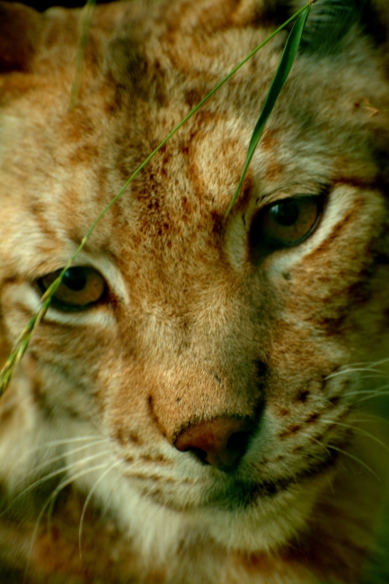 La lince nell'' Appennino centrale